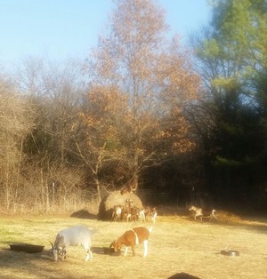 Southern Star Farm