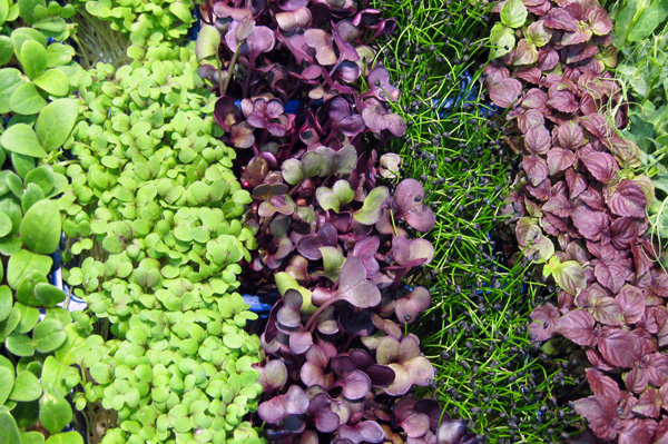 The Rise of Microgreens and Edible Flowers - Edible Sacramento