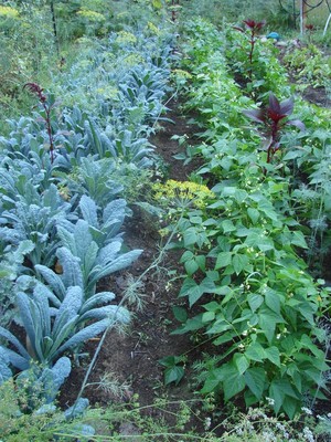 Sunseed Farm