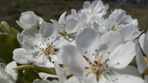Wild Blossom Farm