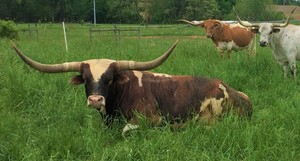 Callan Cattle Co.
