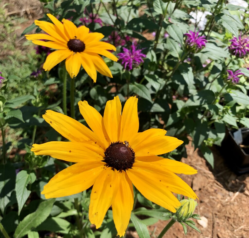 Clear Creek garden & field - LocalHarvest