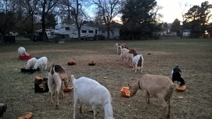 Fetchin Farms