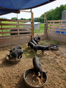 Hidden Hills Farm