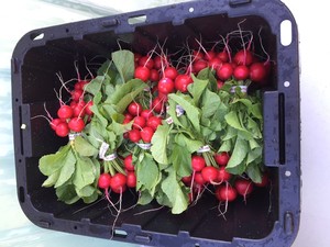 Star School Market Garden