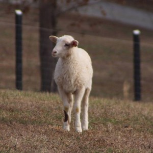 Bolt Farm
