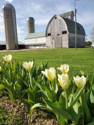 The Family Farm