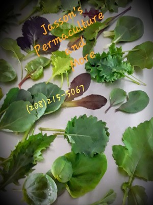 JASSON'S permaculture and more
