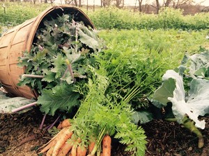 Natural Harvest Farm