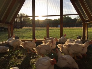 Humble Nature Farm