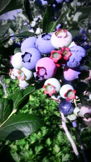Rosedale Farms
