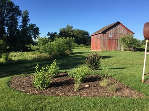 Beanies Farm