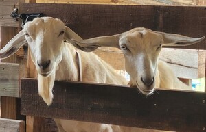 Sand Creek Farm