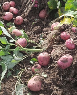 Local Produce