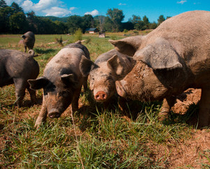 Juniper Hill Farm