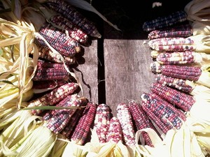 Stillwater Valley Farm