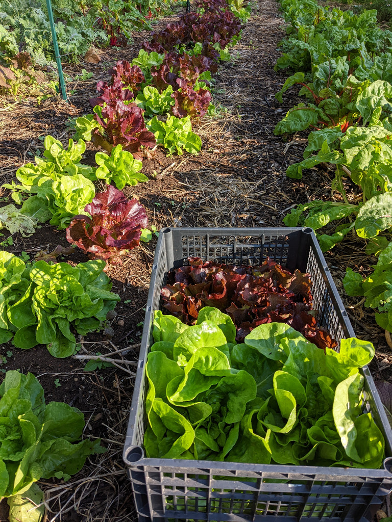 grateful-roots-gardens-localharvest