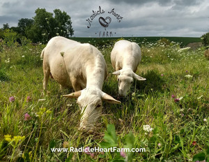 Radicle Heart Farm