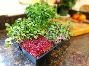 Lake Forest Farms Microgreens