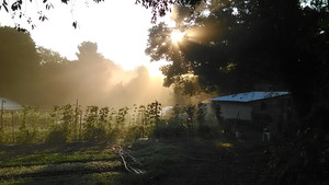 Good Roots Farm
