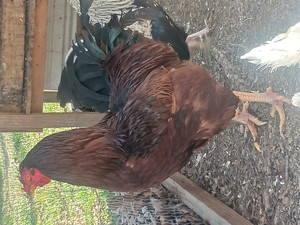 Rhode Island Red Chicken, 