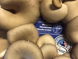 Prayer Mountain Mushrooms