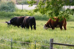 Oberg Brothers Natural Beef