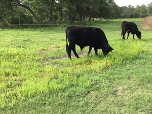 Growin on Faith Farm
