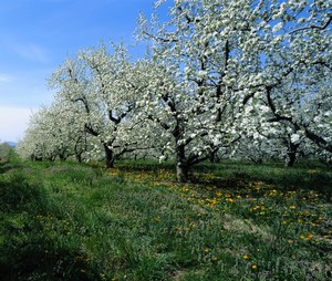 Solana Gold Organics / Appleseed Orchards