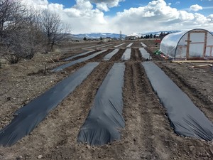 KT-Farms
