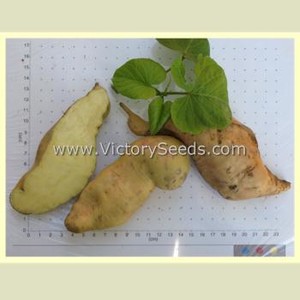 Nancy Hall Sweet Potato