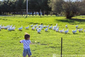 Bounty Square Farm