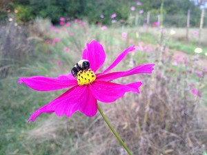 Hepzibah Farms