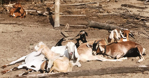 Vaughn Family Farm