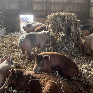 Portner's Premium Pork & Beef