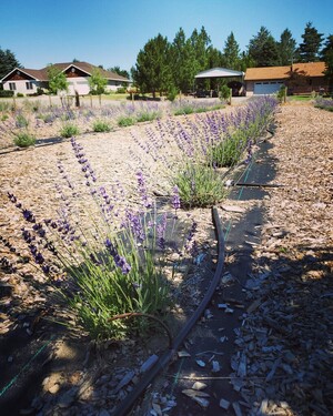 Elos Lavender Farm