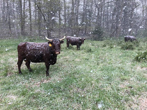 American Milking Devon Cattle