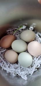 Happy Hens