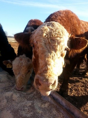 Shackelford Acres