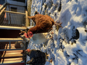 Rhode Island Red Chicken, 