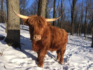 North Branch Ranch