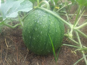 Port Hope Produce
