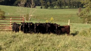Finley Family Farm