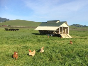 Napa Grass Farmer CSA