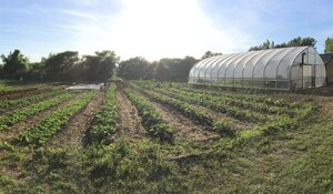 Local Roots Farm