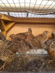 Kimberlin Creek Quail