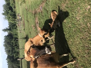 Baie Klippe Farm