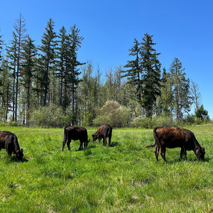Mossy Rock Ranch