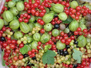 Champagne/Pink Champagne Currant
