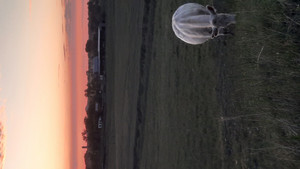 Nadig Family Farm